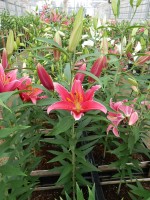 [5350 Kings Cross DJ No01.JPG]